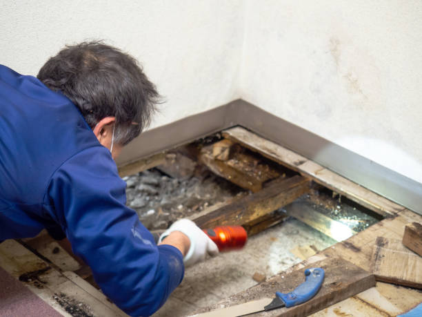 Best Basement Mold Remediation in Wahoo, NE