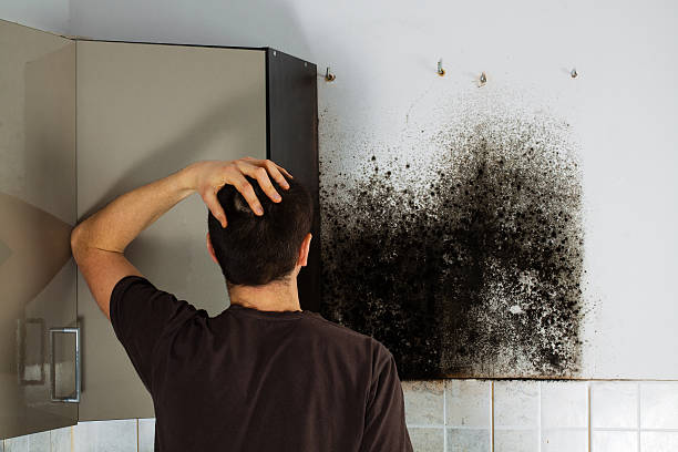 Best HVAC Mold Remediation in Wahoo, NE