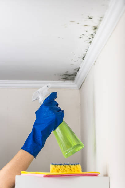Best Industrial Mold Remediation in Wahoo, NE